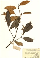 藏品(紅皮(葉下白、赤仔尾))的圖片